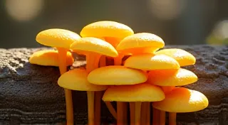 Golden Oyster Mushroom Cultivation: Bright and Delicious