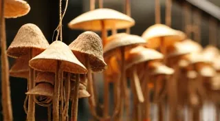 Mushroom Drying and Storage: Preserving Your Harvest